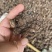 四川彭州川芎，农户种植自产自销，10吨货自然晒干