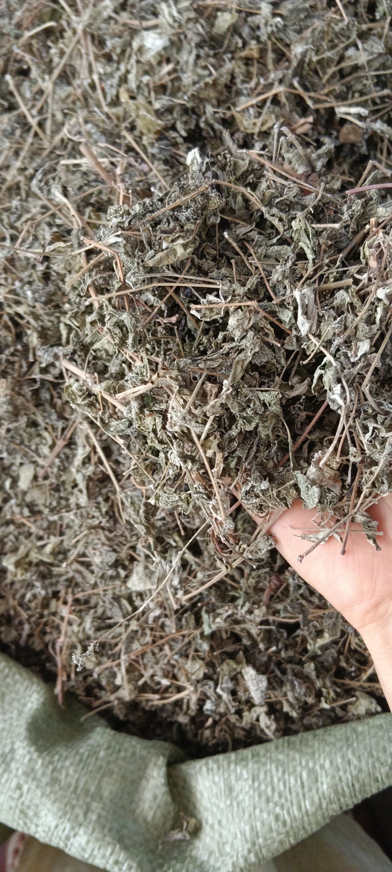 溪黄茶，中药材溪黄茶