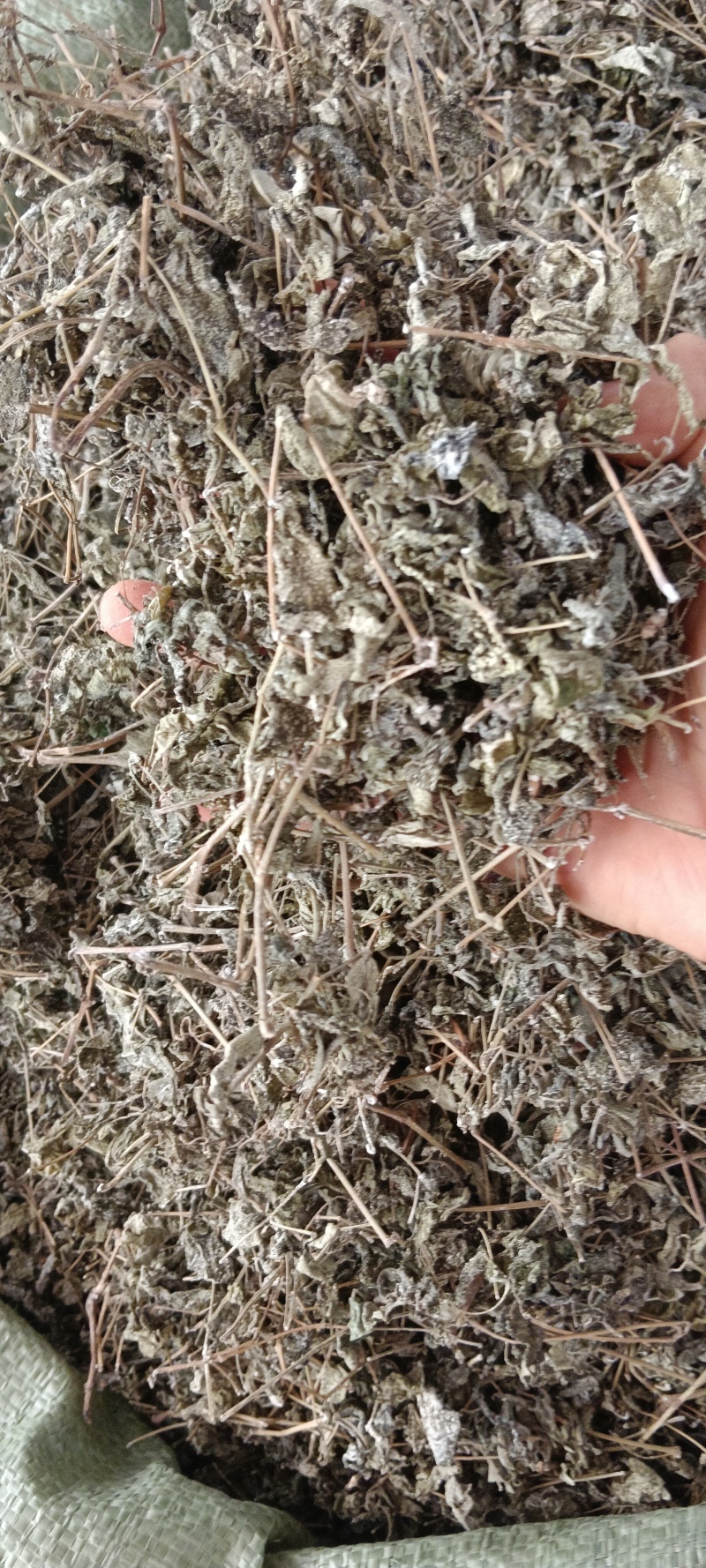 溪黄茶，中药材溪黄茶