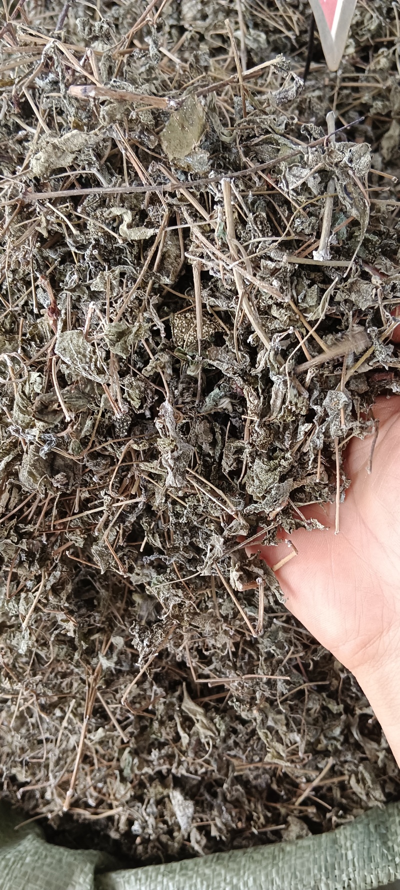 溪黄茶，中药材溪黄茶