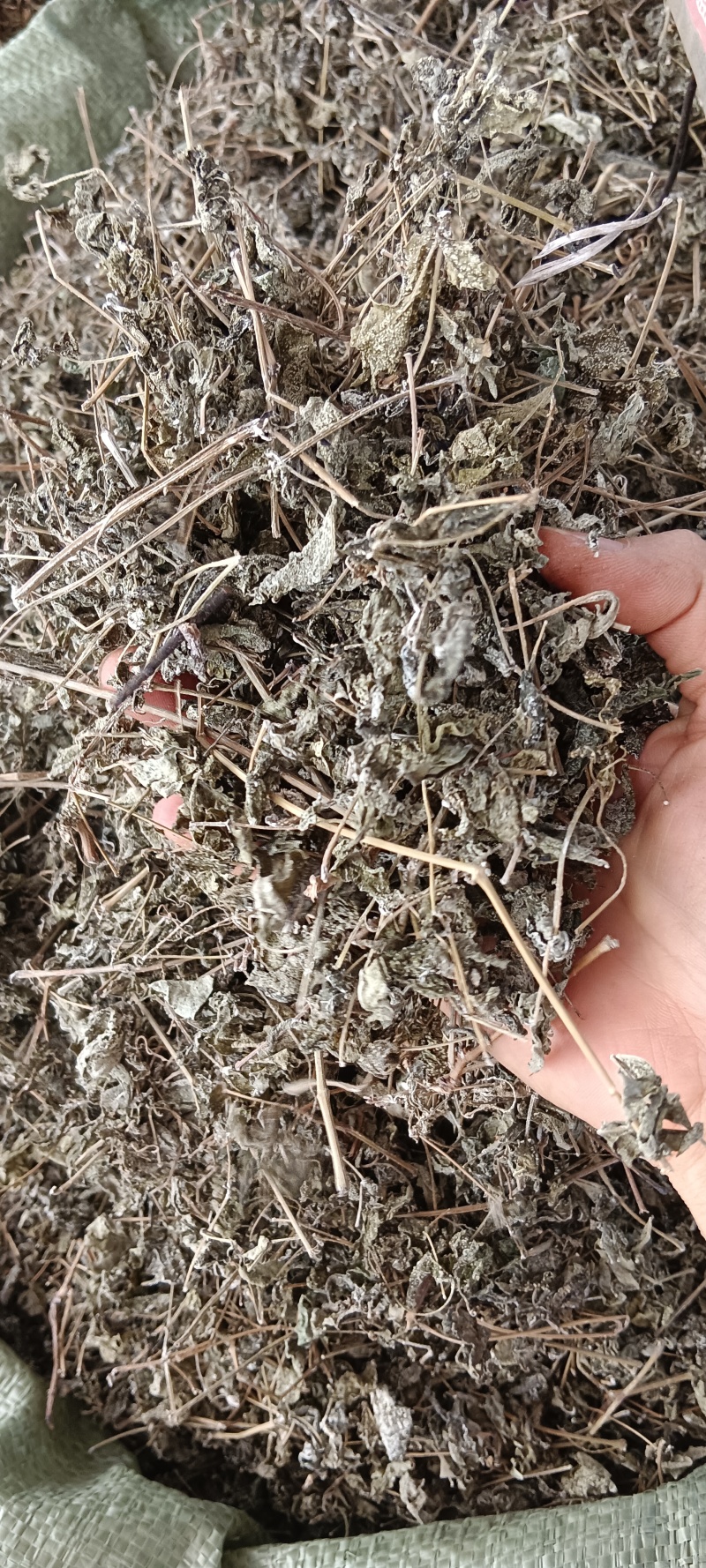 溪黄茶，中药材溪黄茶