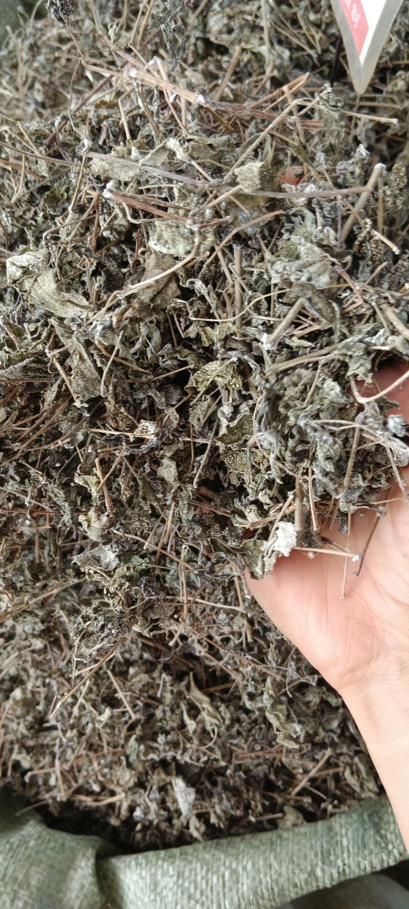 溪黄茶，中药材溪黄茶