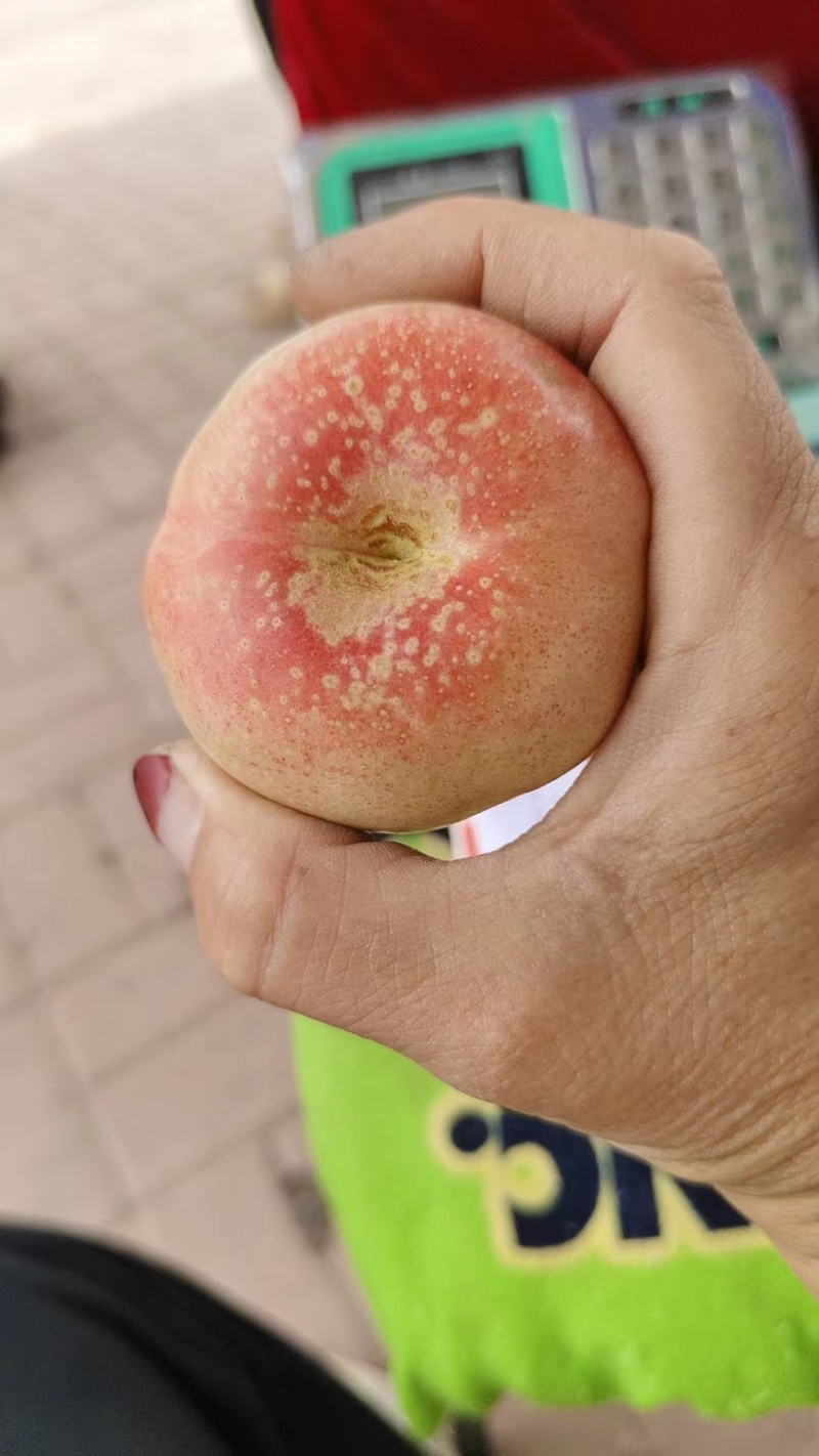 河北威县36-3蟠桃上市了，质量杠杠滴