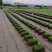 精品草坪草马尼拉草坪货源充足量大从优质量保证欢迎咨询