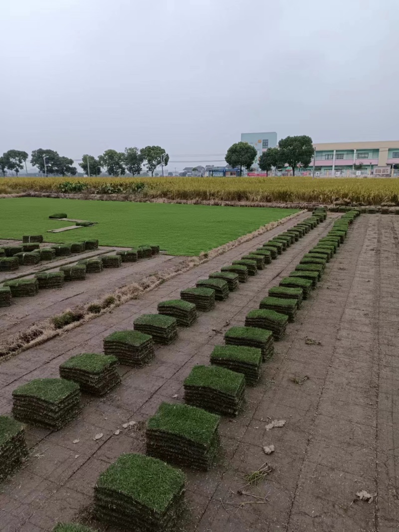 精品草坪草马尼拉草坪货源充足量大从优质量保证欢迎咨询