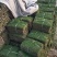 精品草坪草马尼拉草坪货源充足量大从优质量保证欢迎咨询