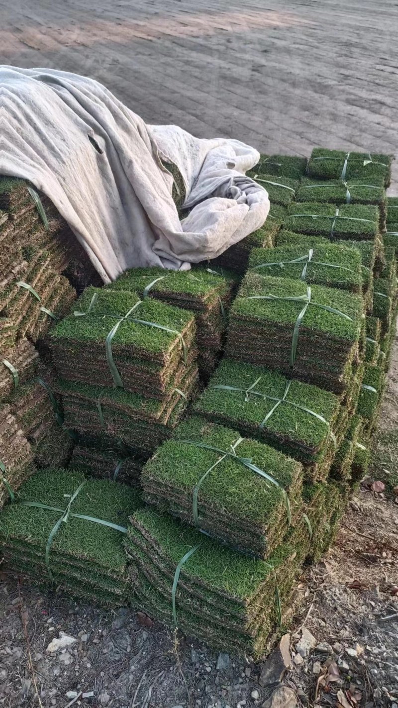 精品草坪草马尼拉草坪货源充足量大从优质量保证欢迎咨询
