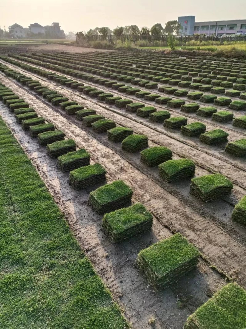 精品草坪草马尼拉草坪货源充足量大从优质量保证欢迎咨询