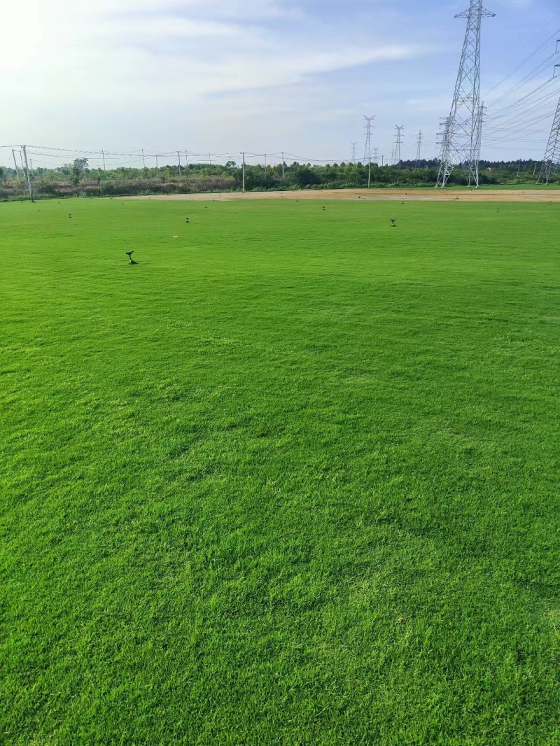 精品草坪草马尼拉草坪货源充足量大从优质量保证欢迎咨询