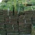 精品草坪草马尼拉草坪货源充足量大从优质量保证欢迎咨询