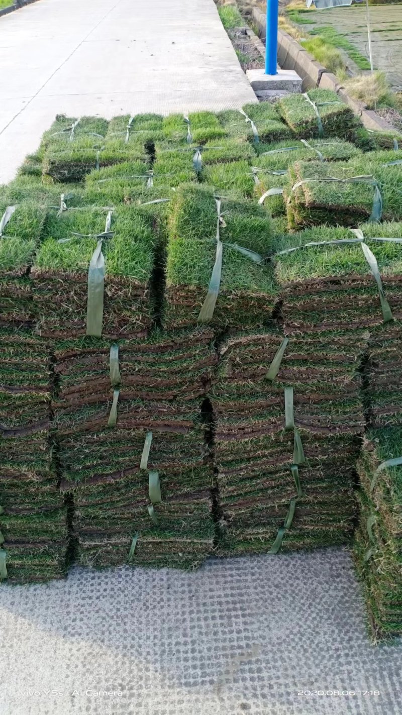 精品草坪草马尼拉草坪货源充足量大从优质量保证欢迎咨询