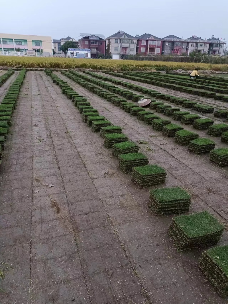 精品草坪草马尼拉草坪货源充足量大从优质量保证欢迎咨询