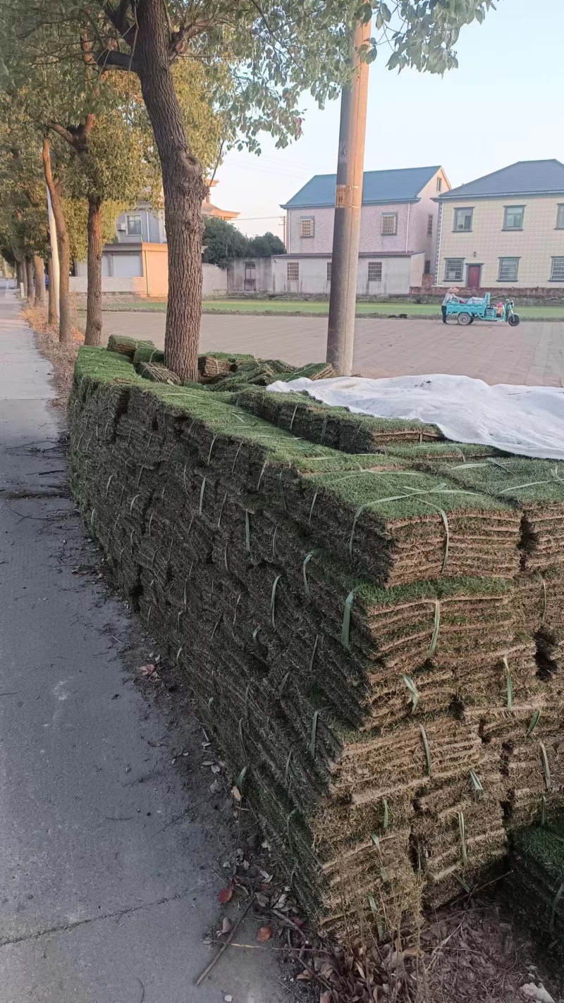 精品草坪草马尼拉草坪货源充足量大从优质量保证欢迎咨询