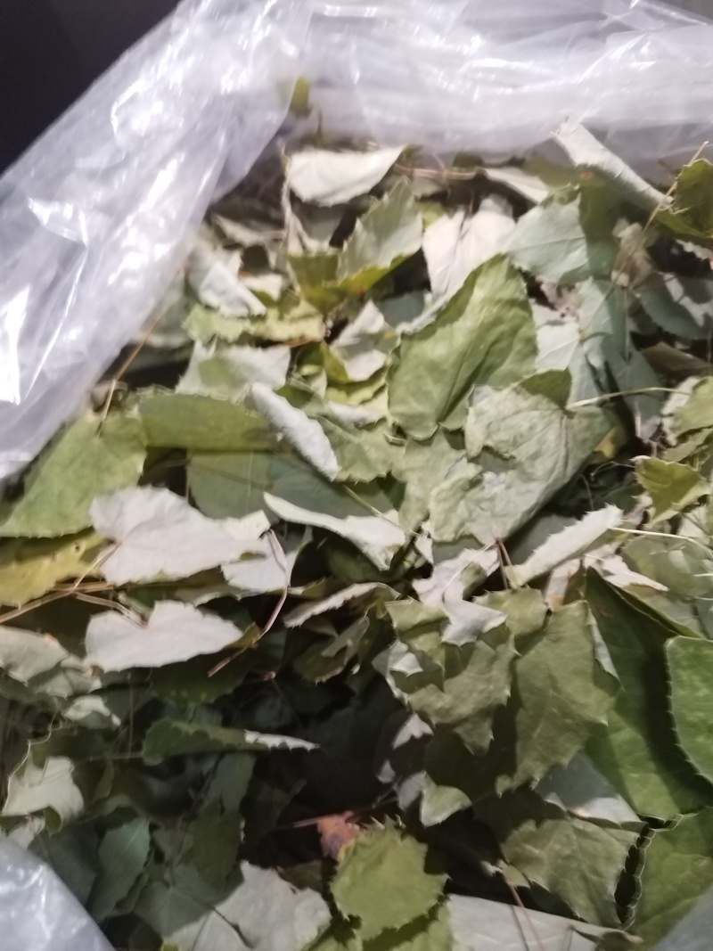 甘肃小圆叶淫羊藿无根非人工种植一手货源产地直发