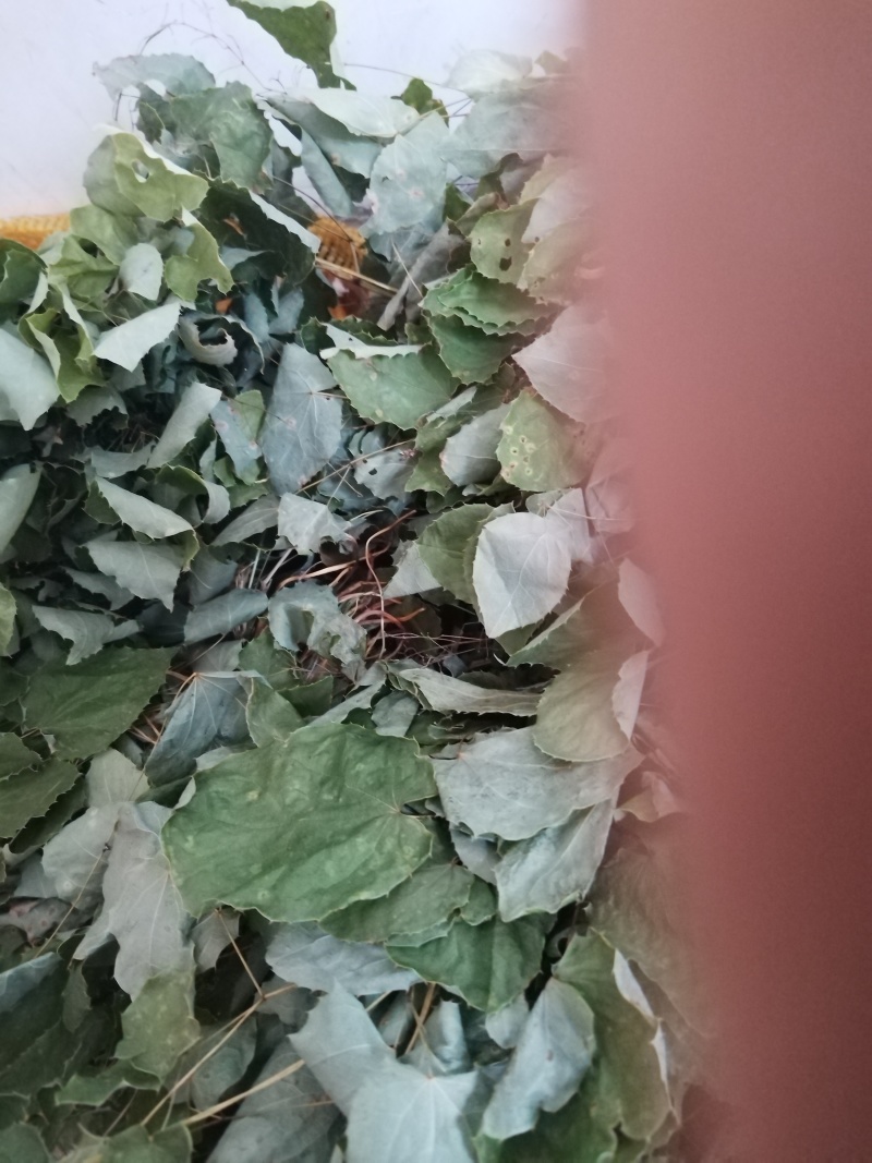 甘肃小圆叶淫羊藿无根非人工种植一手货源产地直发