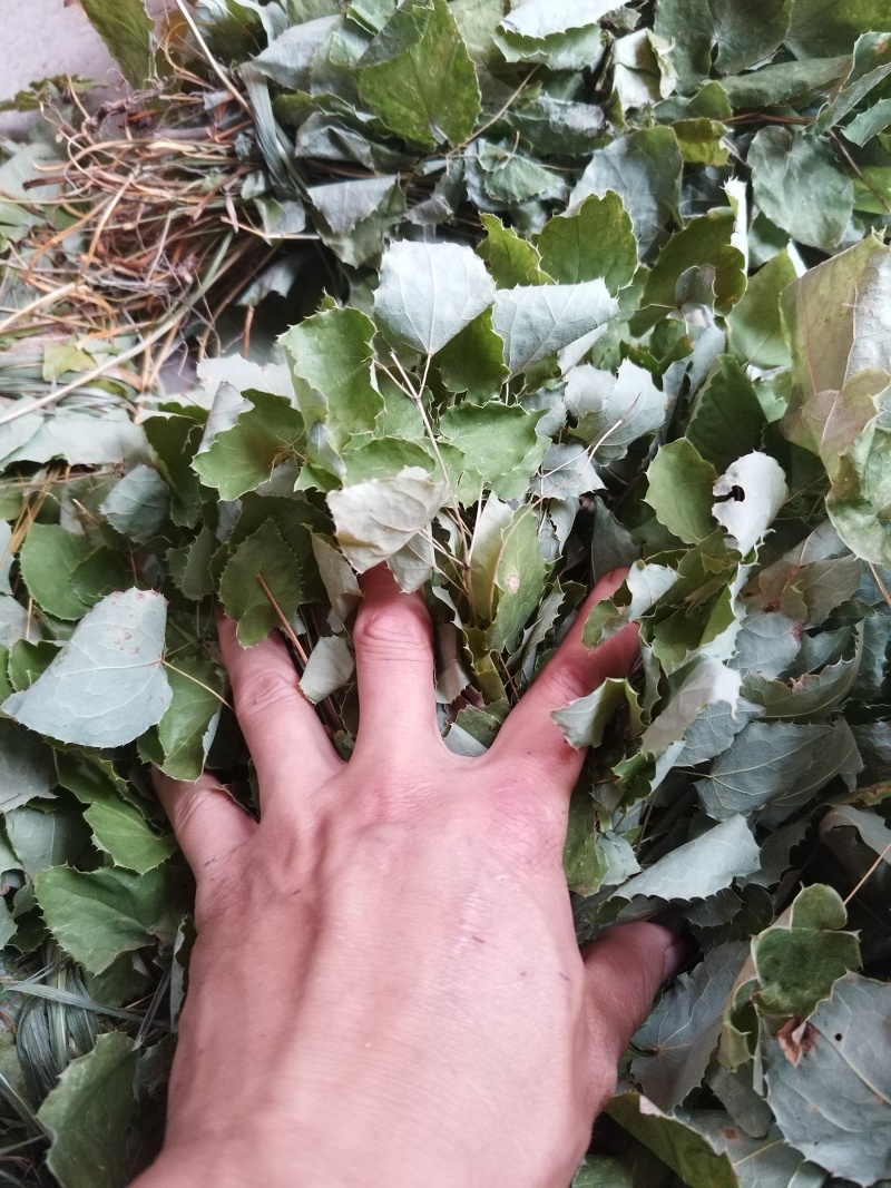 甘肃小圆叶淫羊藿无根非人工种植一手货源产地直发