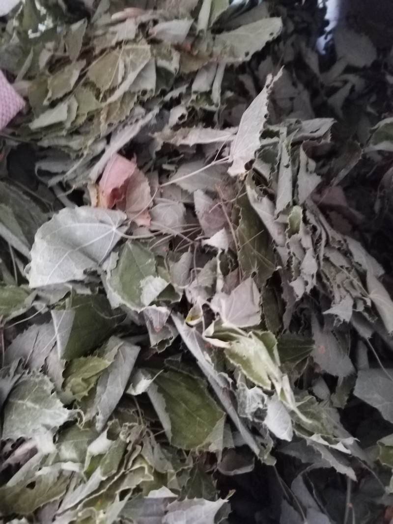 甘肃柔毛淫羊藿干货三支九叶草一手货源产地欢迎咨询