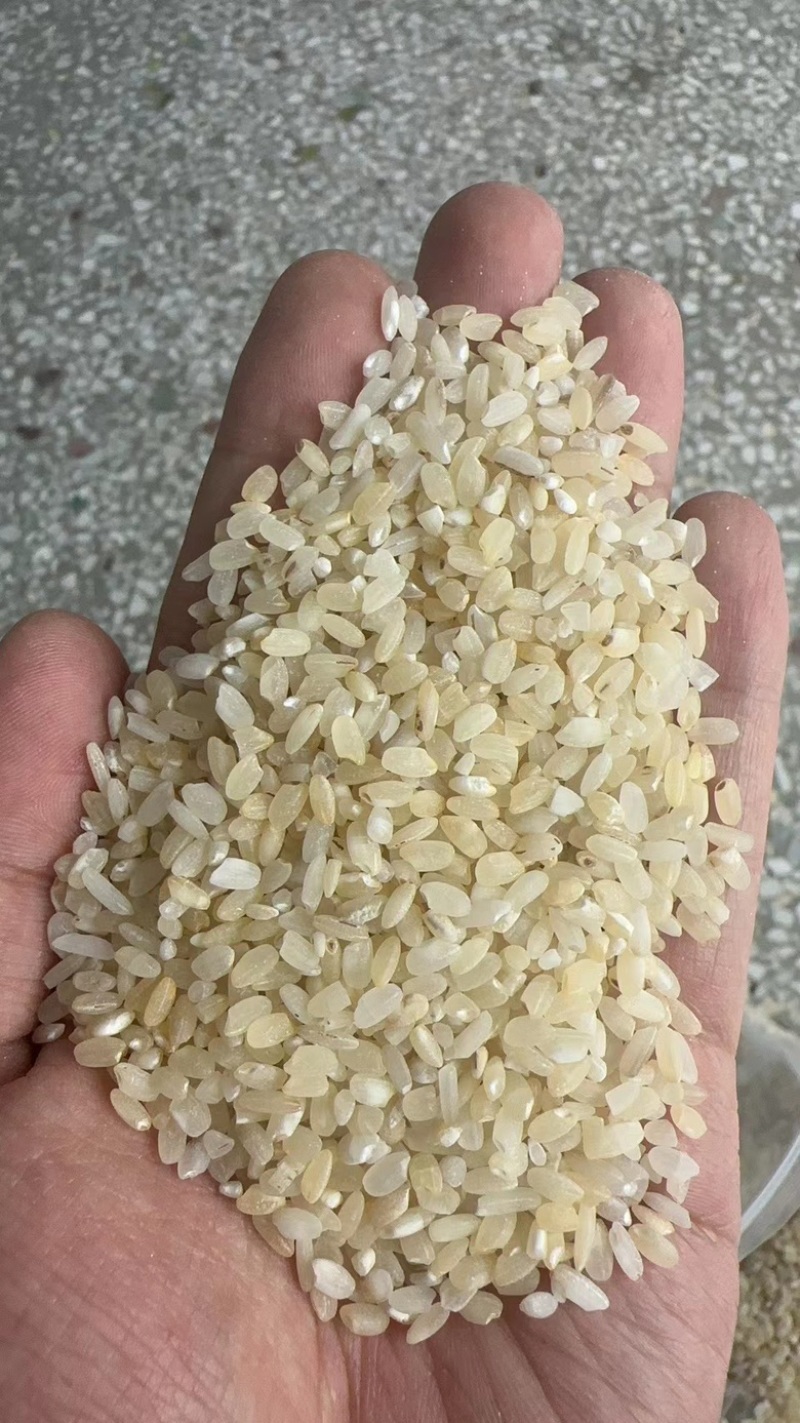 色远米。酒米