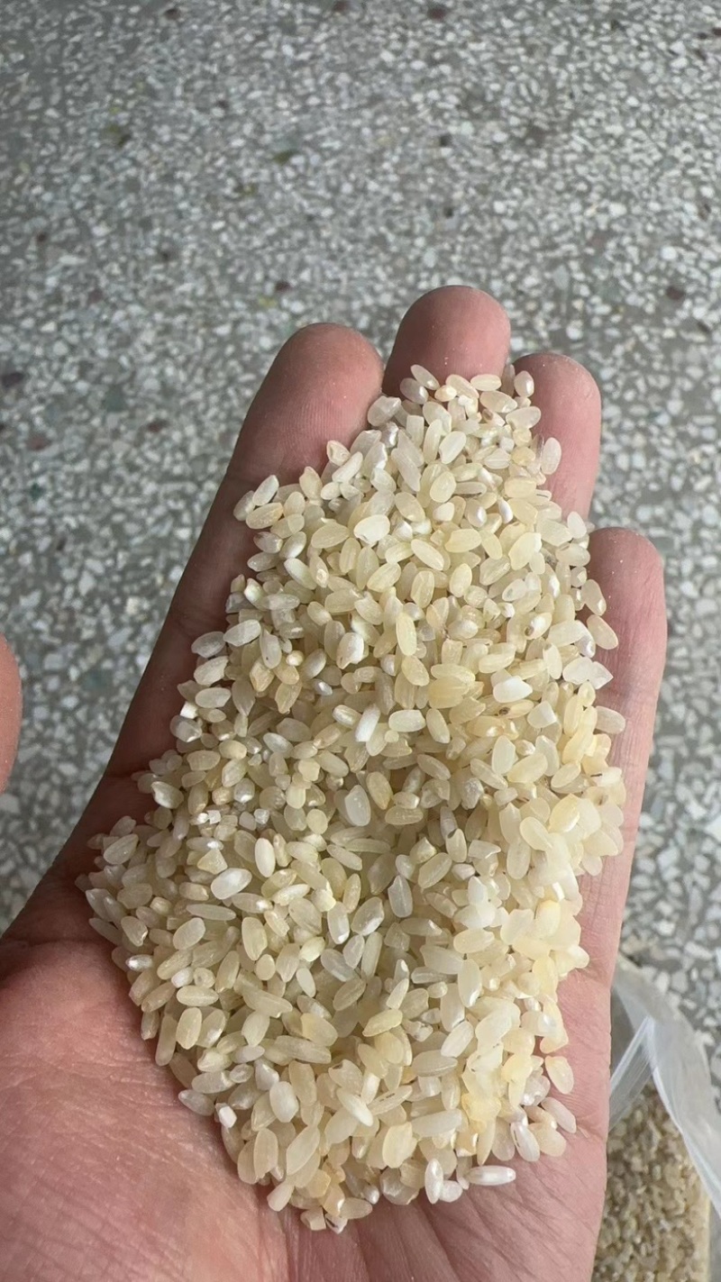 色远米。酒米