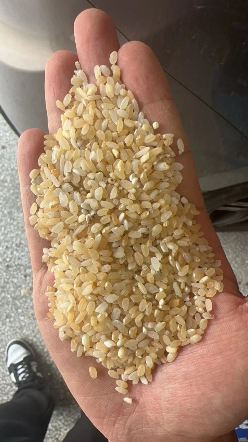 色远米。酒米