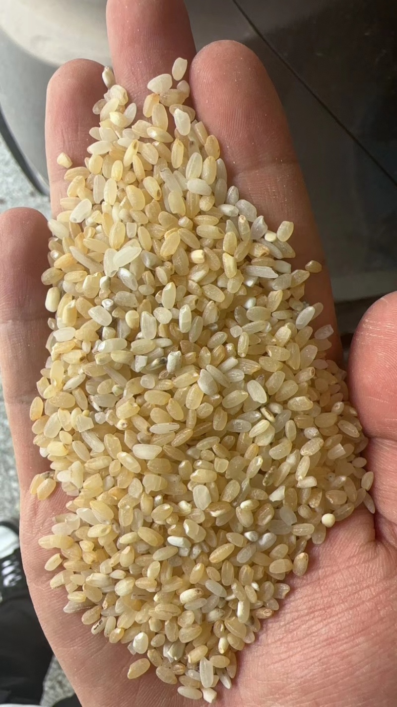 色远米。酒米