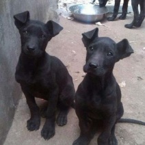 黑狼犬黑狼幼犬大型护卫犬品种狗疫苗齐全墨介犬