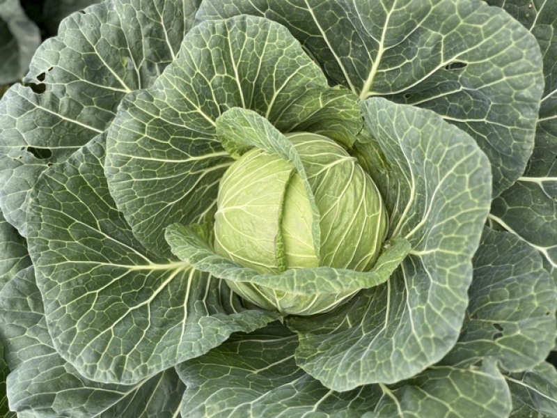 高山甘蓝莲花白大量上市产地直销大量现货