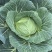 高山甘蓝莲花白大量上市产地直销大量现货