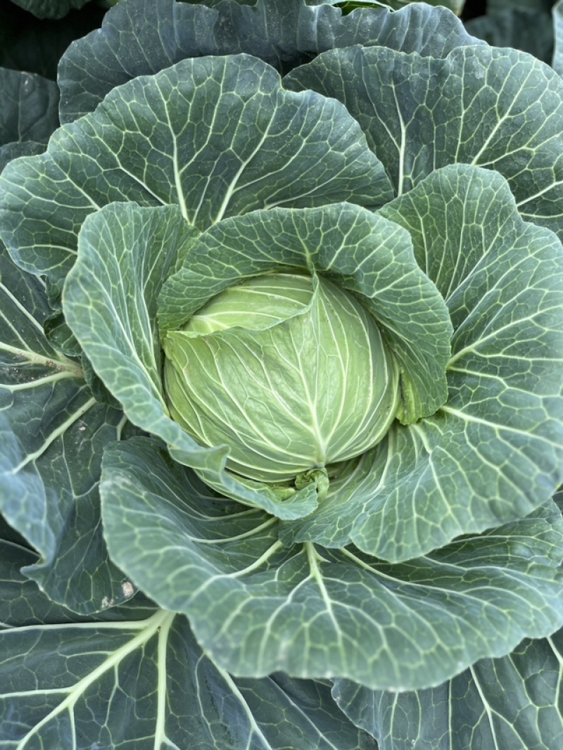 高山甘蓝莲花白大量上市产地直销大量现货