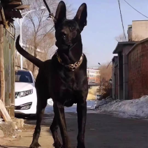 黑狼犬黑狼幼犬疫苗齐全品种狗全身体毛乌黑