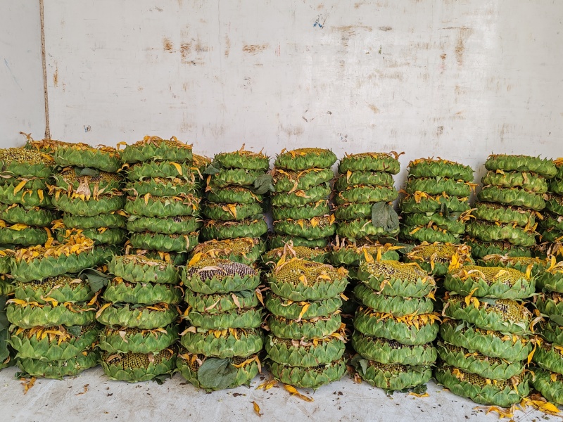 出售向日葵盘，果实饱满，优质的产品，配得上优质的客户