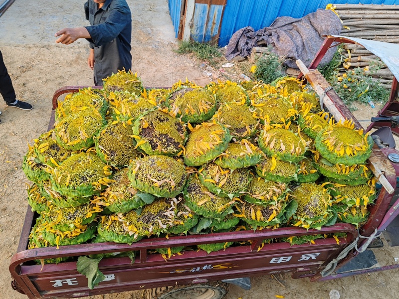 出售向日葵盘，果实饱满，优质的产品，配得上优质的客户
