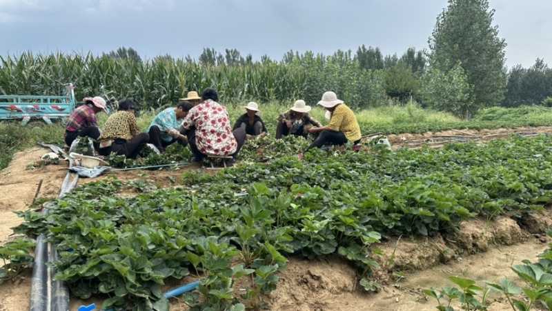 天仙醉妙香三号草莓种苗生产苗穴盘苗保证纯度