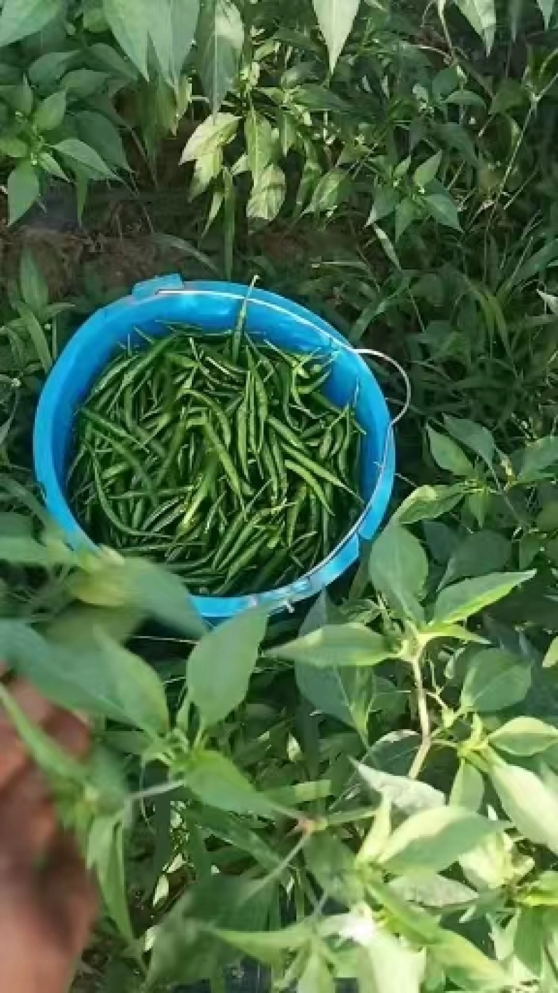 河南商丘青米椒艳青新鲜小米辣