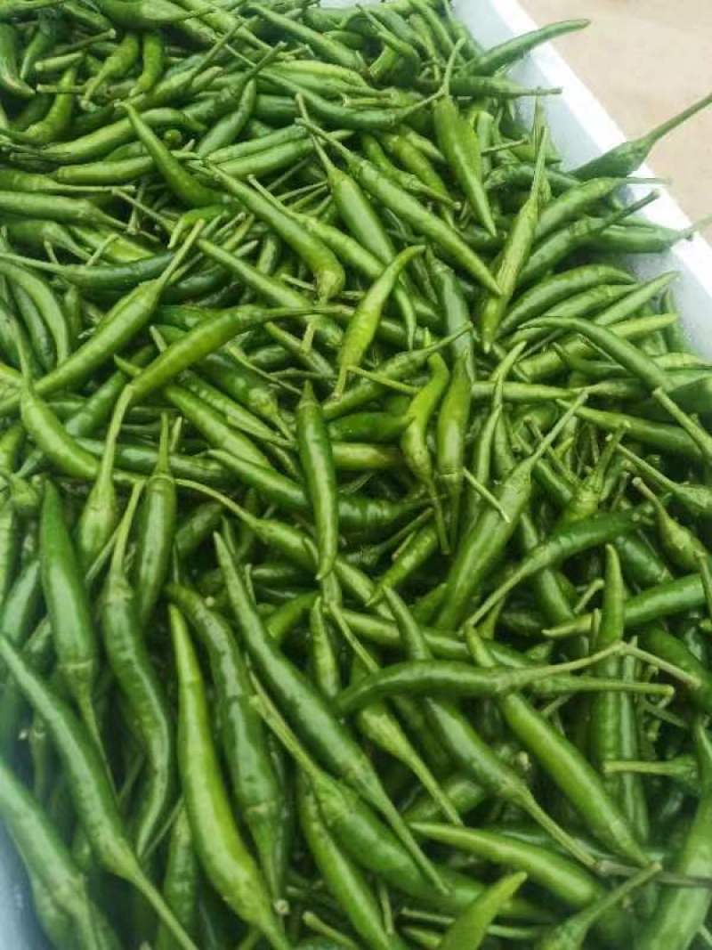 河南商丘青米椒艳青新鲜小米辣