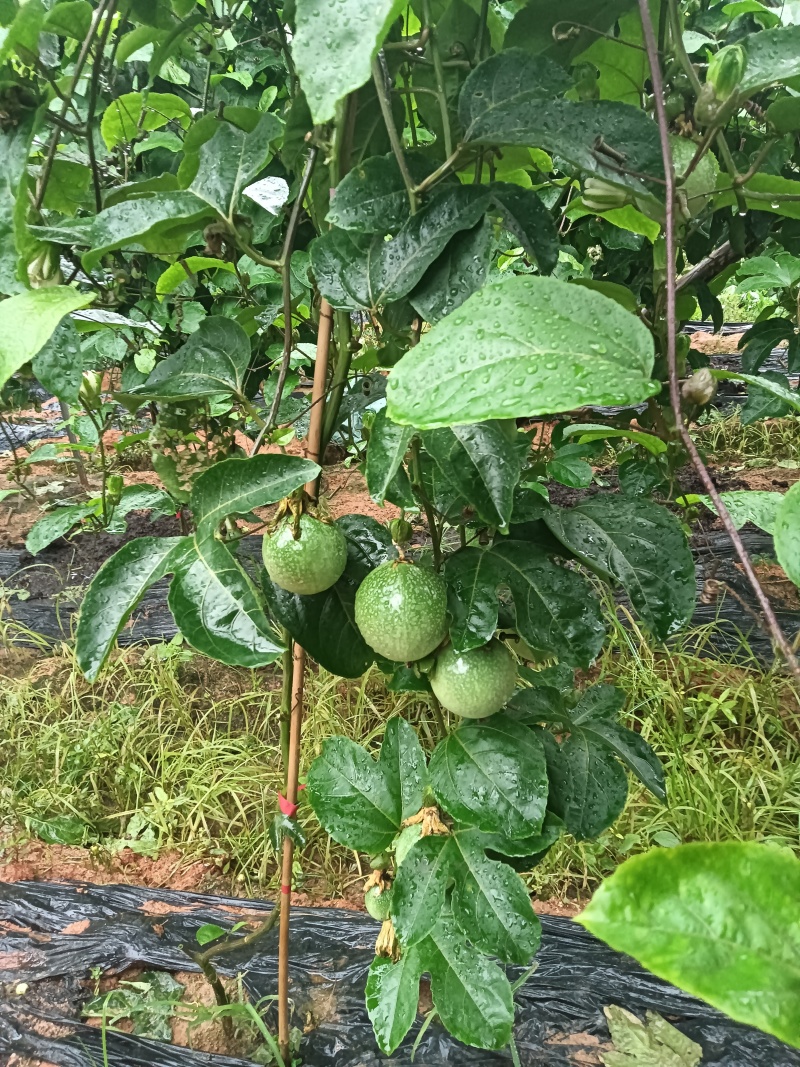 黄金百香果台农百香果嫁接苗一手货源基地直发质量保障