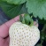 种苗梦之芙草莓苗建德白露白草莓苗包纯正假一赔十
