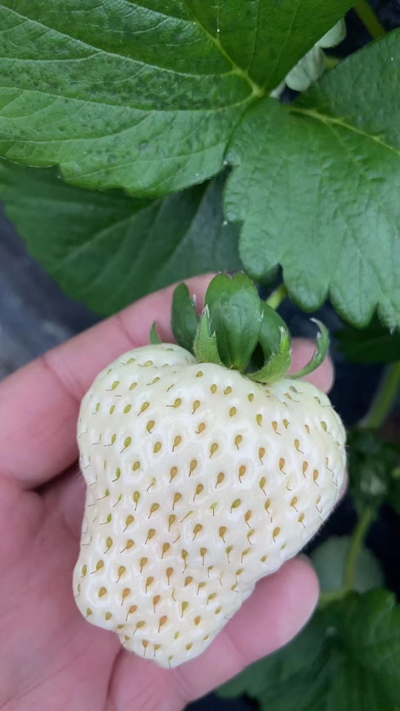 种苗梦之芙草莓苗建德白露白草莓苗包纯正假一赔十