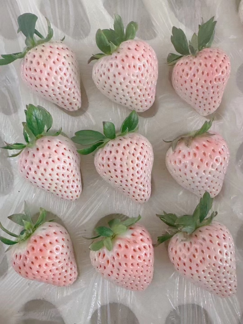 种苗梦之芙草莓苗建德白露白草莓苗包纯正假一赔十