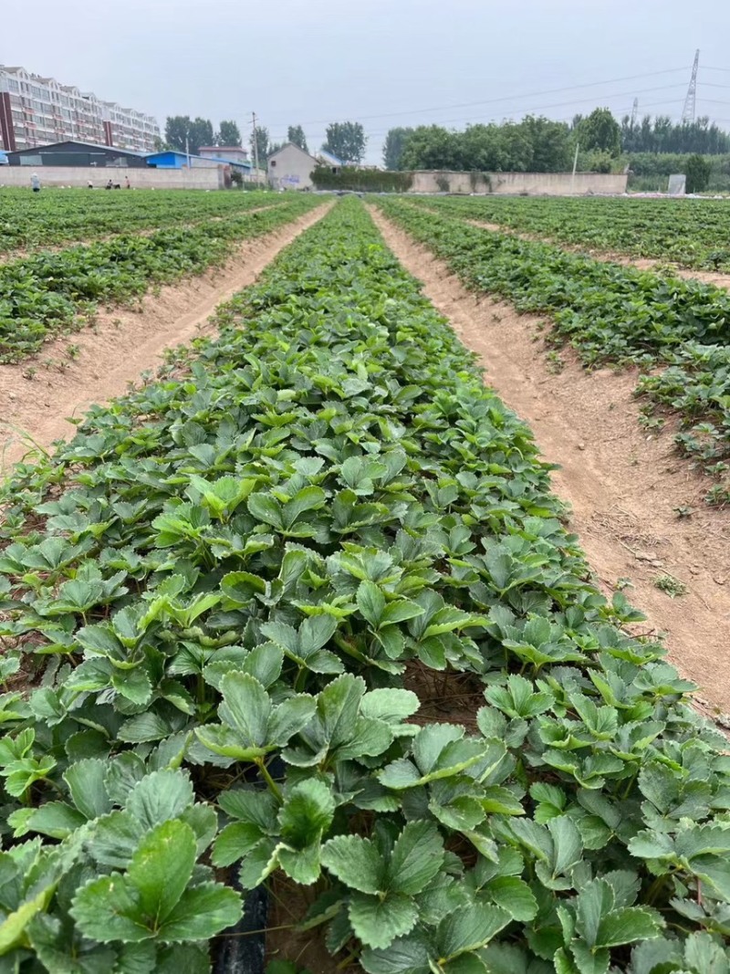 种苗梦之芙草莓苗建德白露白草莓苗包纯正假一赔十
