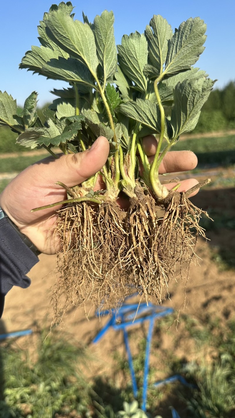 种苗梦之芙草莓苗建德白露白草莓苗包纯正假一赔十