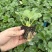 种苗梦之芙草莓苗建德白露白草莓苗包纯正假一赔十