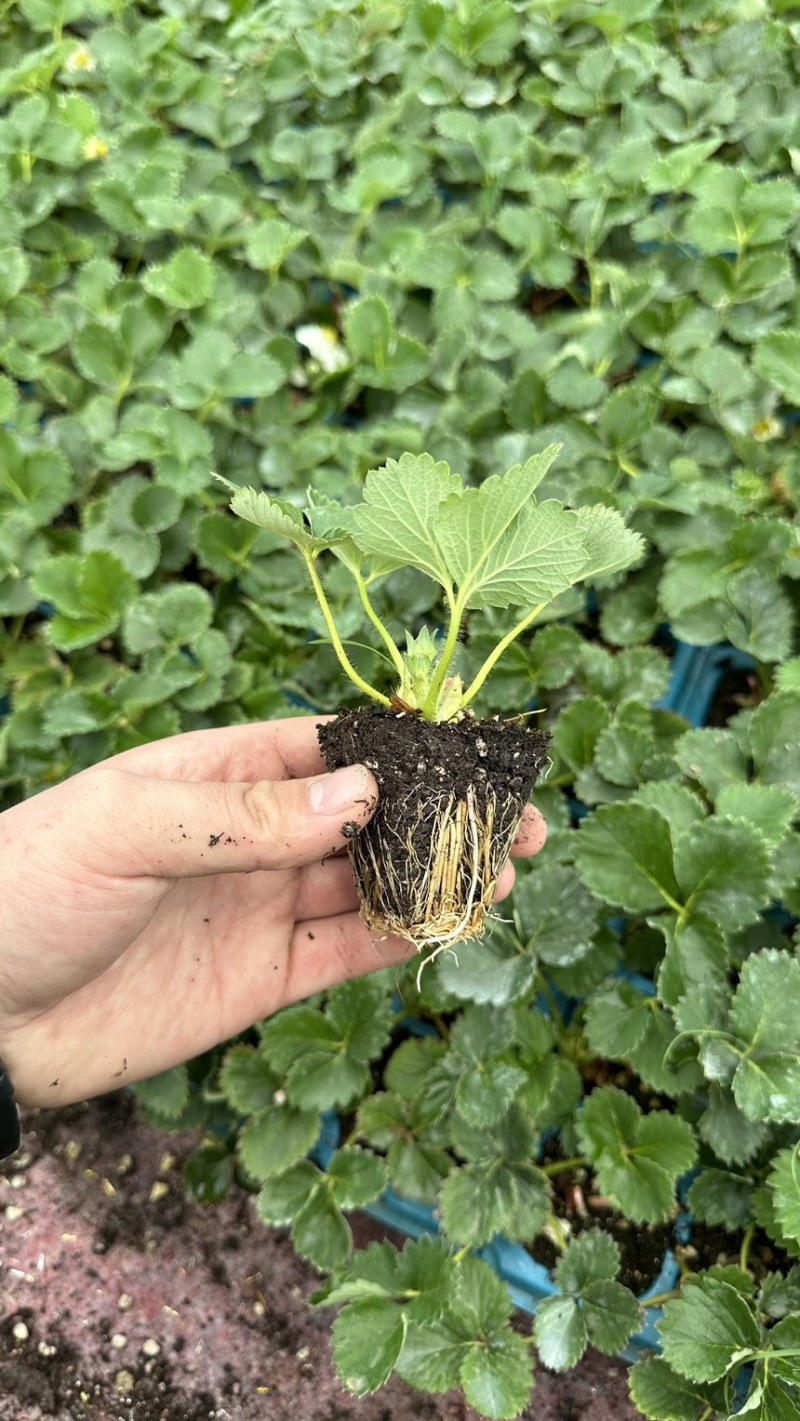 种苗梦之芙草莓苗建德白露白草莓苗包纯正假一赔十