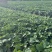 种苗梦之芙草莓苗建德白露白草莓苗包纯正假一赔十