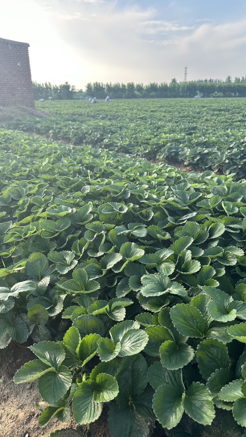 种苗梦之芙草莓苗建德白露白草莓苗包纯正假一赔十