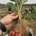 种苗梦之芙草莓苗建德白露白草莓苗包纯正假一赔十