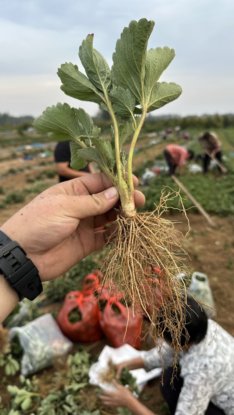 种苗梦之芙草莓苗建德白露白草莓苗包纯正假一赔十