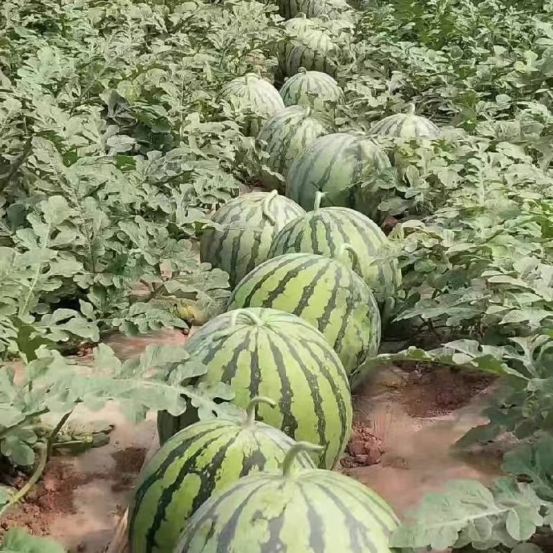 陕西甜王西瓜大量供应中，质量保证，全国发货，欢迎来电咨询