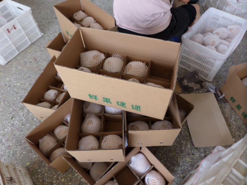 冠县精品丰水梨，皇冠梨/可供超市/可对接电商/全国发货