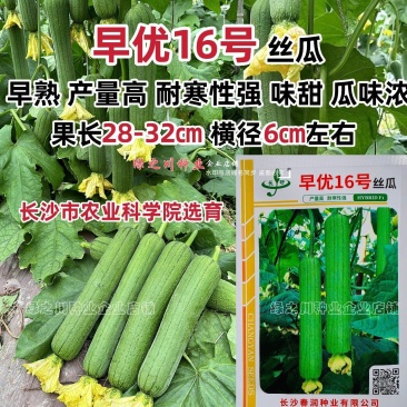 春润早优16号丝瓜种子早熟农科院选育中长丝瓜种籽味甜清脆